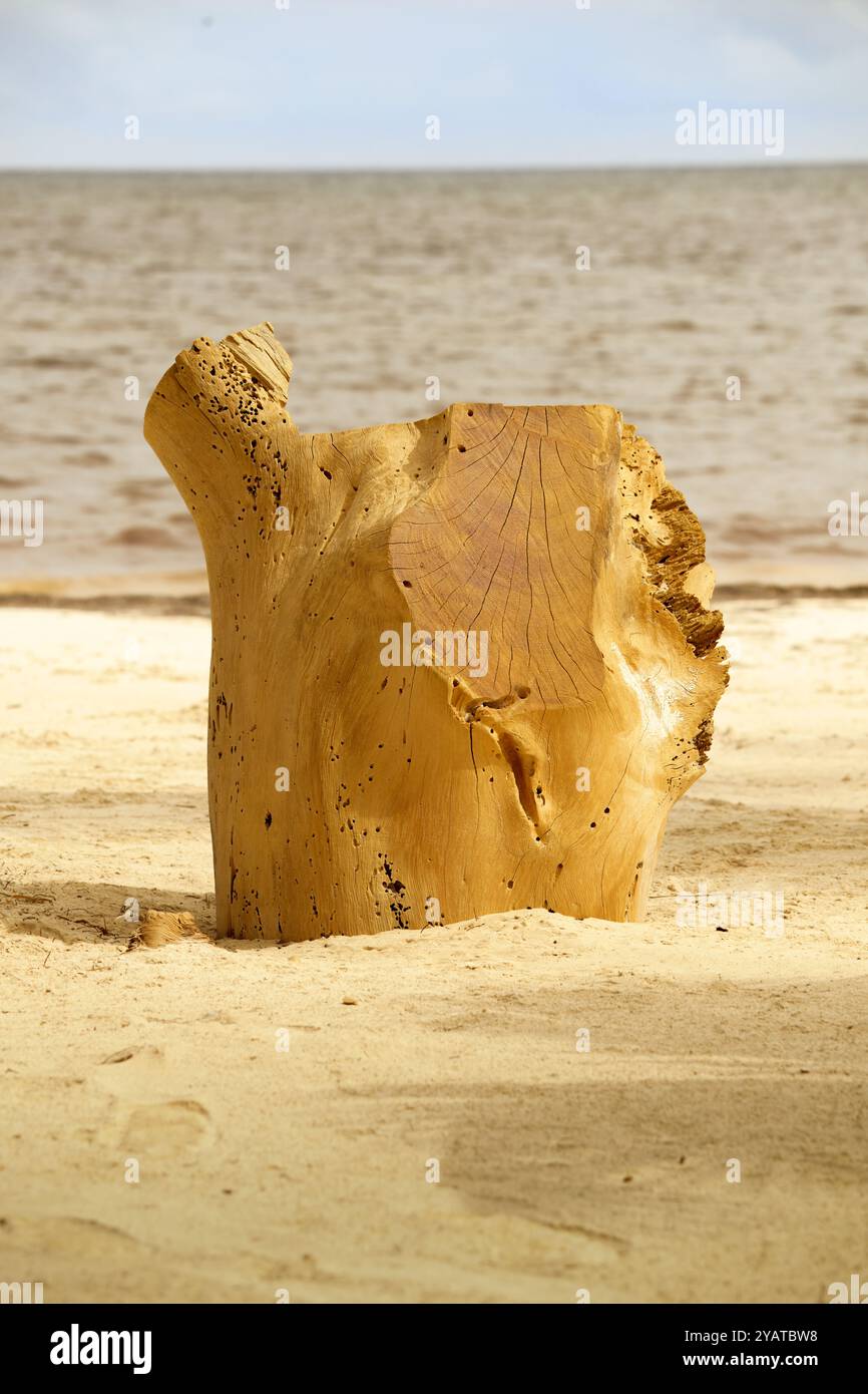 Pezzo di tronco sepolto nella sabbia. Foto Stock