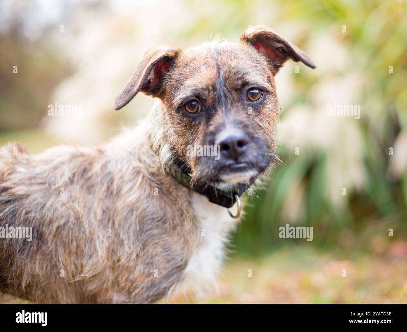 Un cane di razza mista Border Terrier dai capelli corti che guarda la telecamera con un'inclinazione della testa Foto Stock