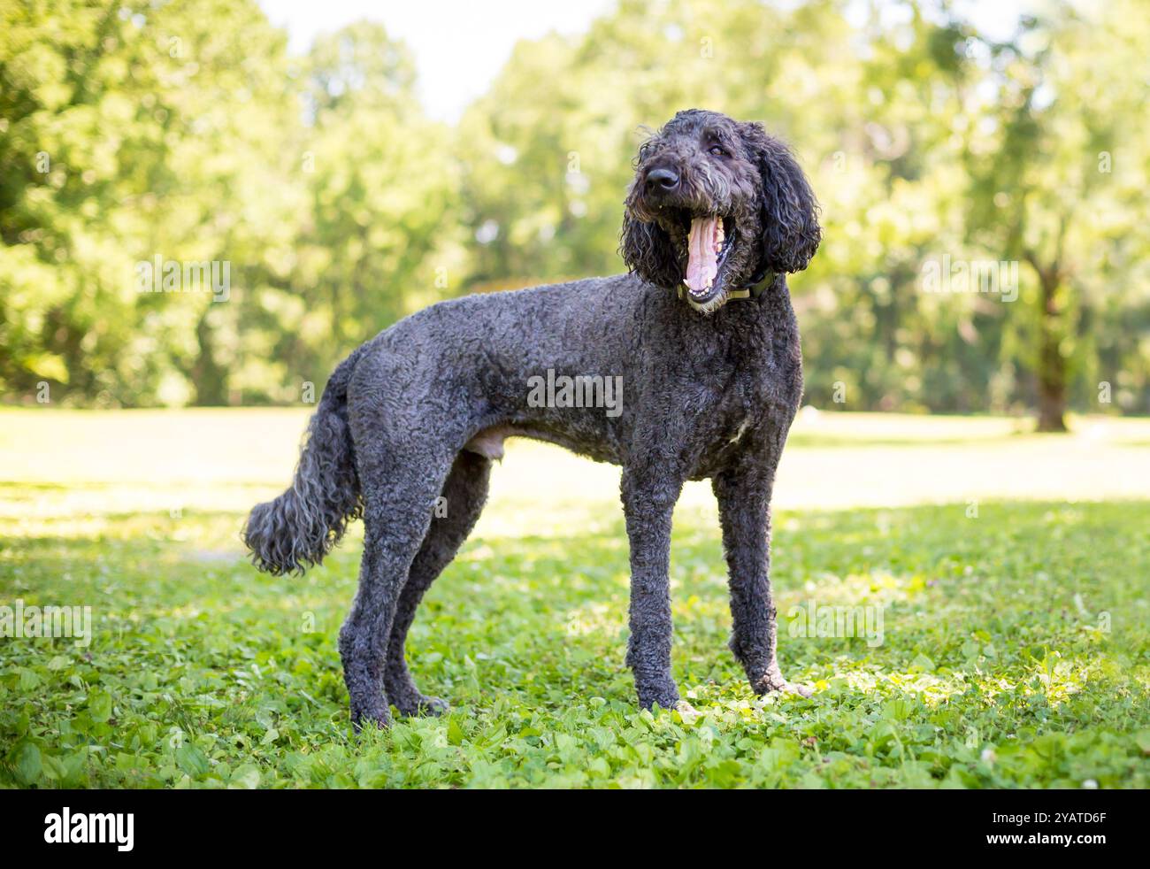 Un cane grigio a forma di barboncino in piedi all'aperto e che sbadiglia con la bocca spalancata Foto Stock