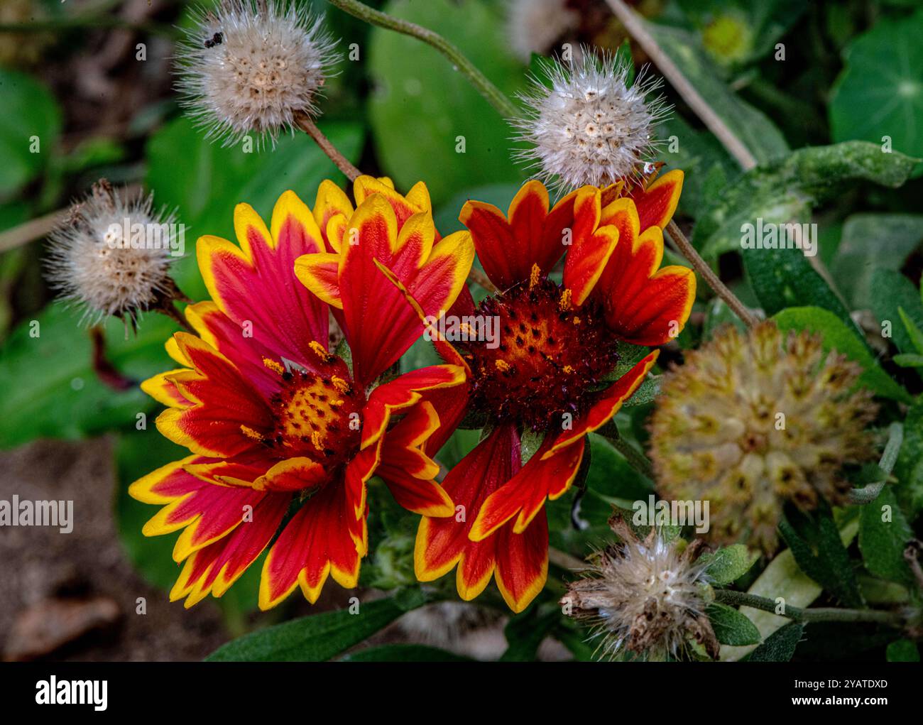 Placentia, California, Stati Uniti. 15 ottobre 2024. Fiori di coperta indiani fioriscono splendidamente in un giardino suburbano sul retro. Le temperature miti a Orange County, California, stanno dando alle piante da giardino la possibilità di recuperare e prosperare. (Credit Image: © Bruce Chambers/ZUMA Press Wire) SOLO PER USO EDITORIALE! Non per USO commerciale! Foto Stock