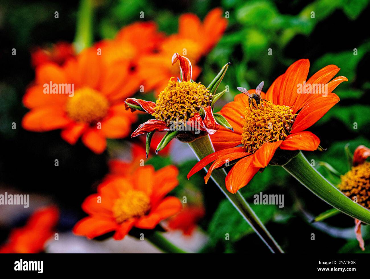 Placentia, California, Stati Uniti. 15 ottobre 2024. I girasoli Mexica fioriscono splendidamente in un giardino periferico sul retro. Le temperature miti a Orange County, California, stanno dando alle piante da giardino la possibilità di recuperare e prosperare. (Credit Image: © Bruce Chambers/ZUMA Press Wire) SOLO PER USO EDITORIALE! Non per USO commerciale! Foto Stock