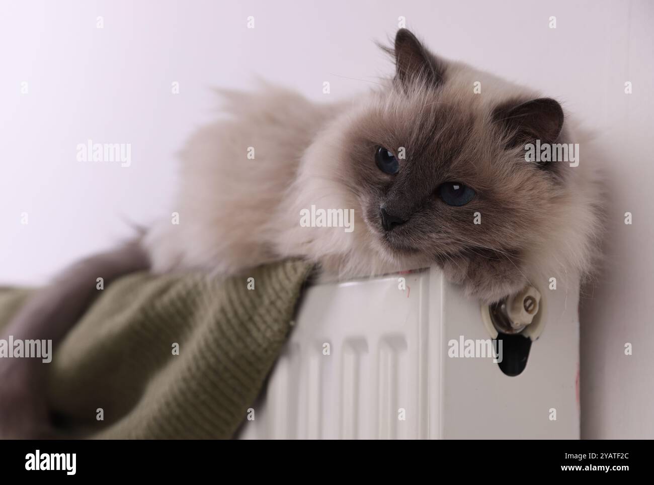 Un gatto soffice e carino sul radiatore a casa, primo piano Foto Stock