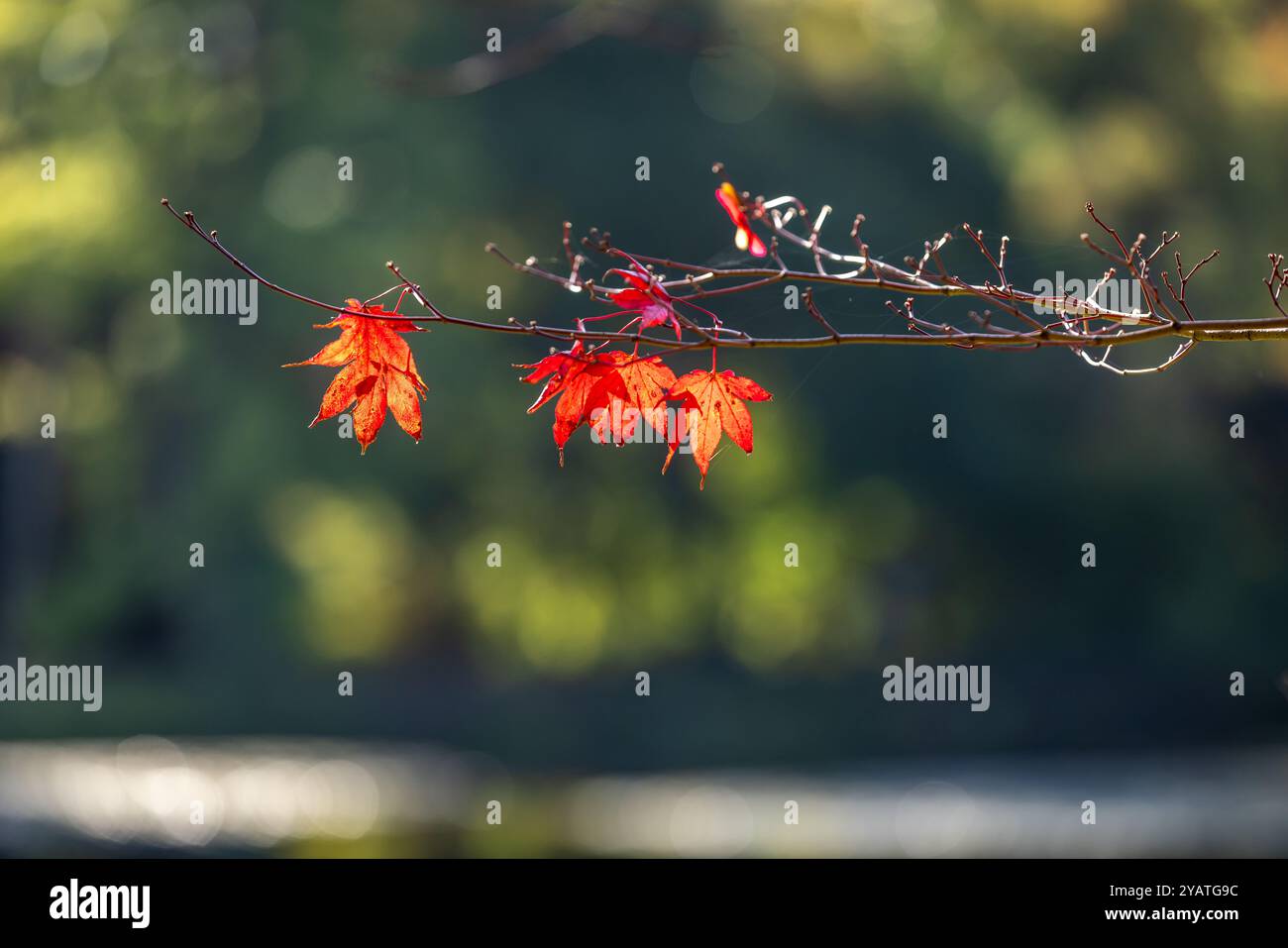 Foglie d'acero colorate su un ramo in autunno, con una profondità di campo bassa Foto Stock