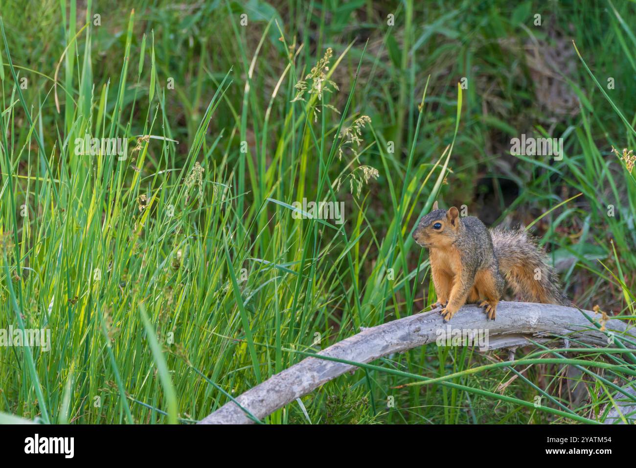 Eastern Fox Squirrel (Sciurus niger), all'inizio dell'estate, Douglas County, Castle Rock Colorado USA. Foto scattata a giugno. Foto Stock