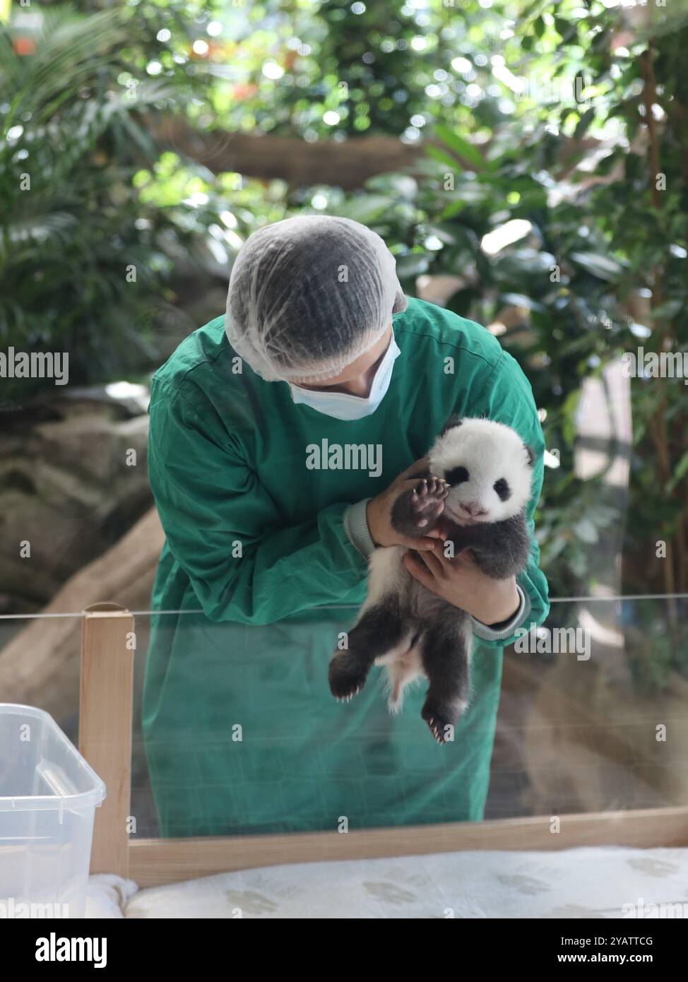 Berlino, Germania. 15 ottobre 2024. Un cucciolo di panda gigante è visto allo Zoo Berlin di Berlino, Germania, 15 ottobre 2024. I nuovi residenti dello zoo di Berlino, una coppia di sorelle di panda nate a fine agosto, hanno fatto il loro atteso debutto per la stampa martedì e accoglieranno il pubblico a partire da mercoledì. Crediti: Du Zheyu/Xinhua/Alamy Live News Foto Stock