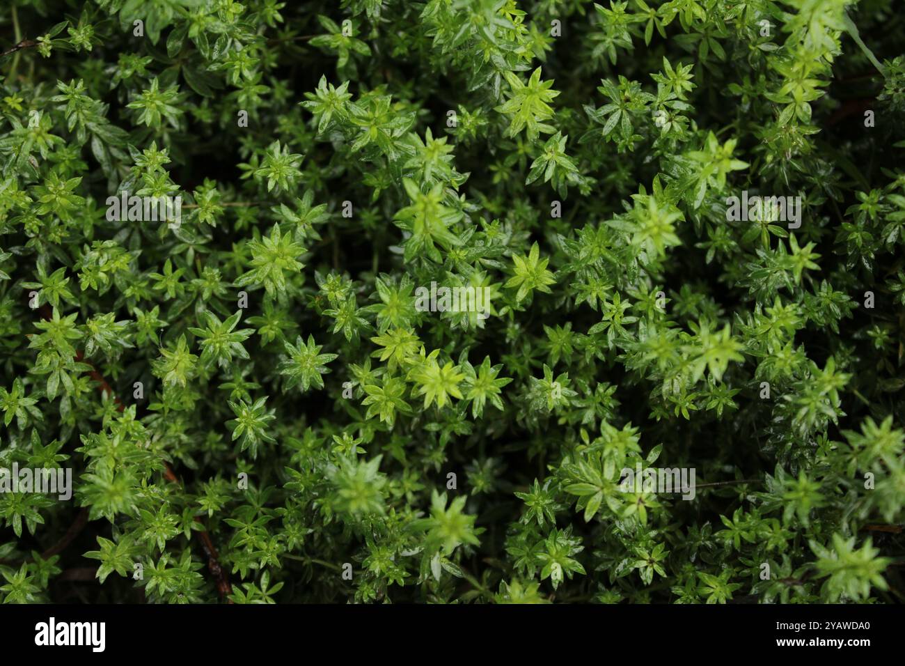 La splendida erba verde sembra fresca e vibrante, portando un senso di tranquillità e armonia nello spazio circostante. Foto Stock