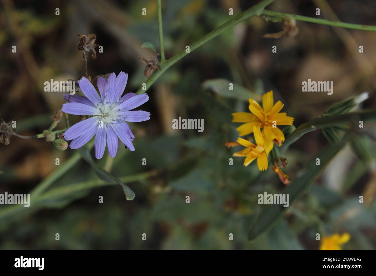 I fiori gialli e blu creano un vibrante contrasto, attirando l'attenzione con la loro bellezza. Foto Stock