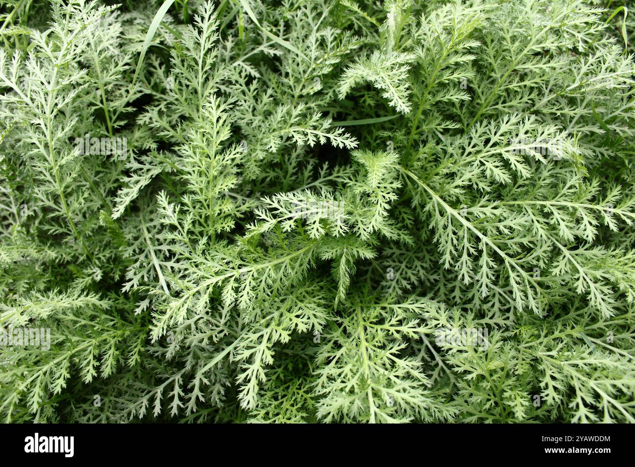 Una pianta verde con foglie insolite ha un aspetto distintivo, attirando l'attenzione con la sua forma e consistenza. Foto Stock