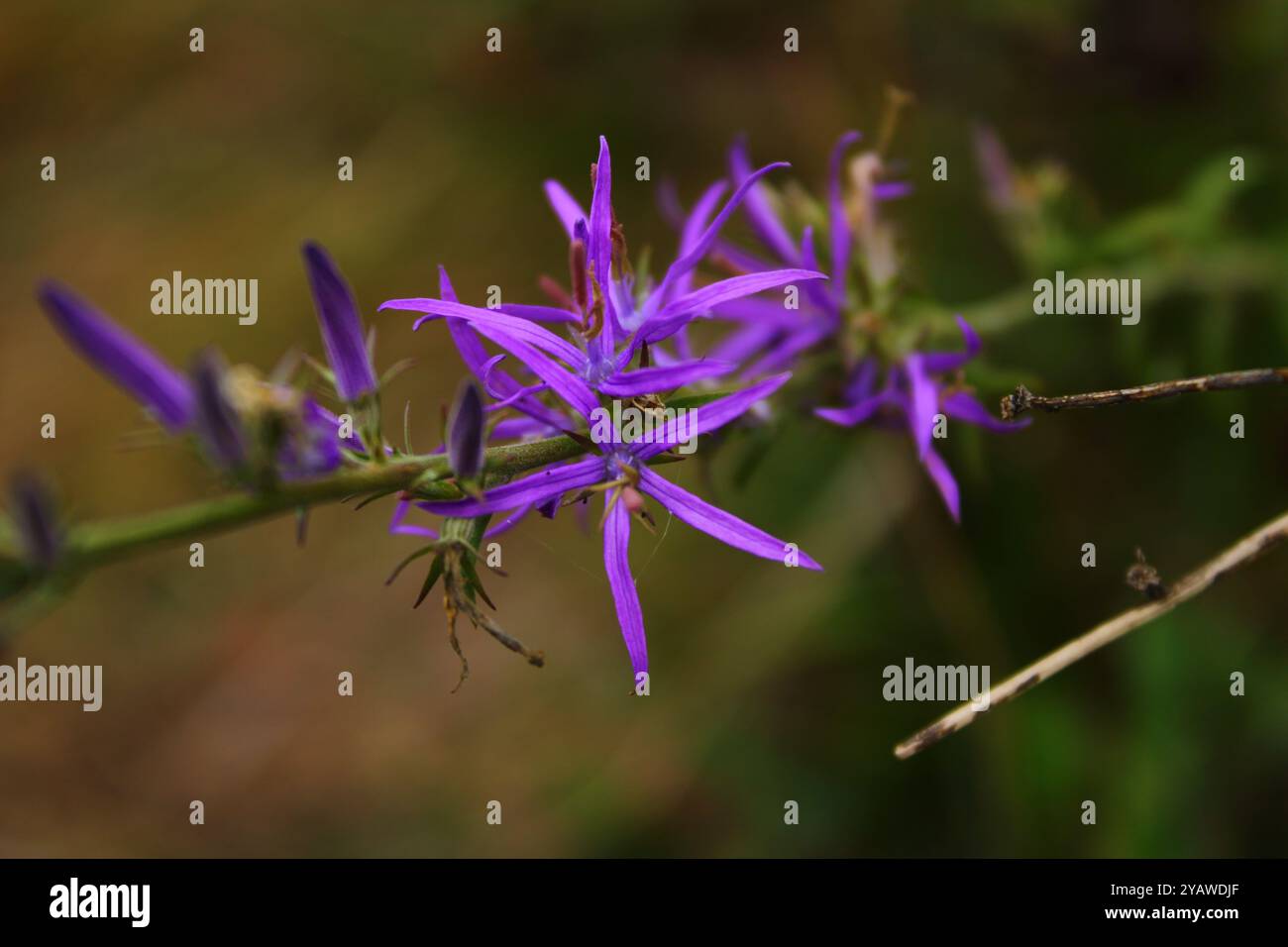 Un fiore che assomiglia a una stella ha una forma unica con petali disposti radialmente che creano l'impressione dei raggi delle stelle. Foto Stock