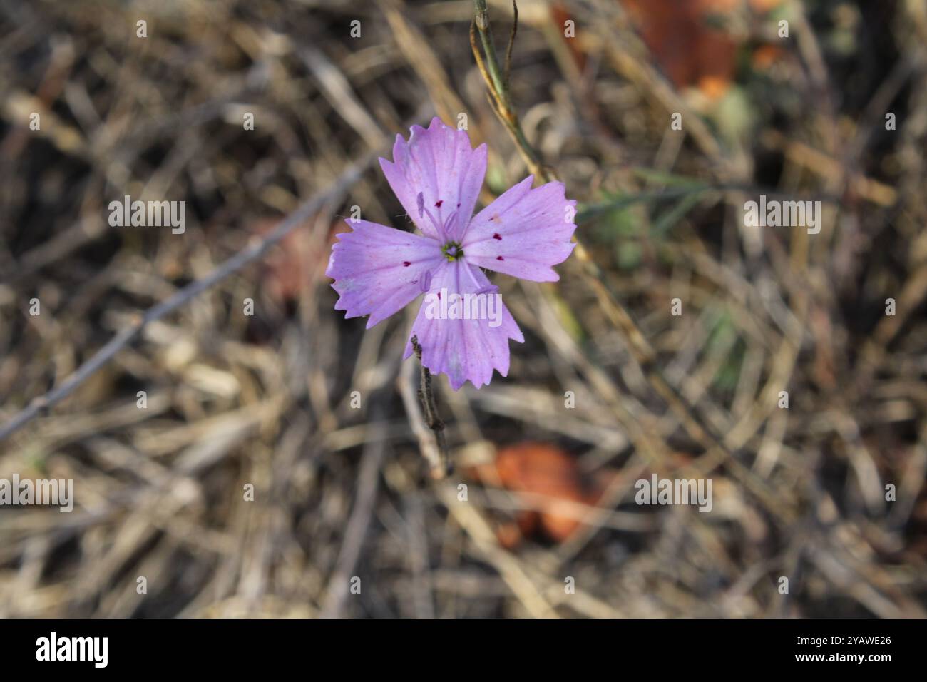 Un fiore rosa colpisce per la sua morbidezza ed eleganza. Foto Stock