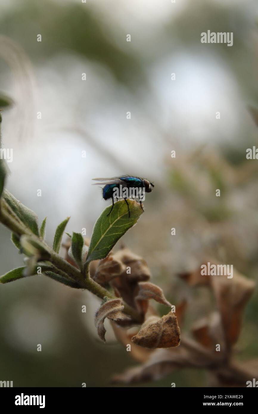 Una mosca su una foglia appare come un piccolo ma sorprendente elemento della natura. Foto Stock