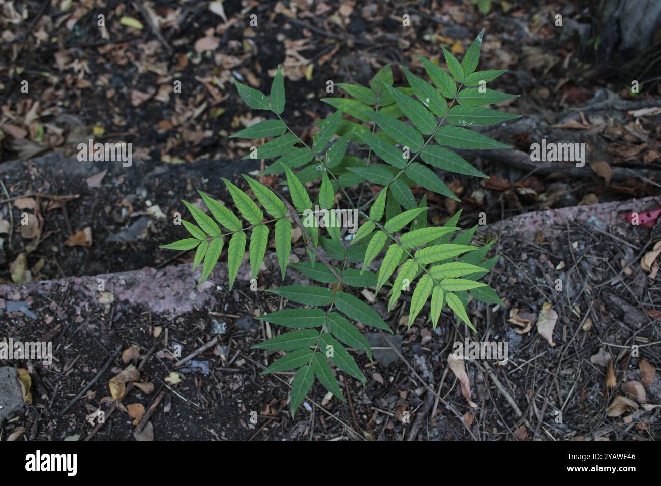 Un piccolo albero verde impressiona per il suo fascino ed eleganza. Foto Stock