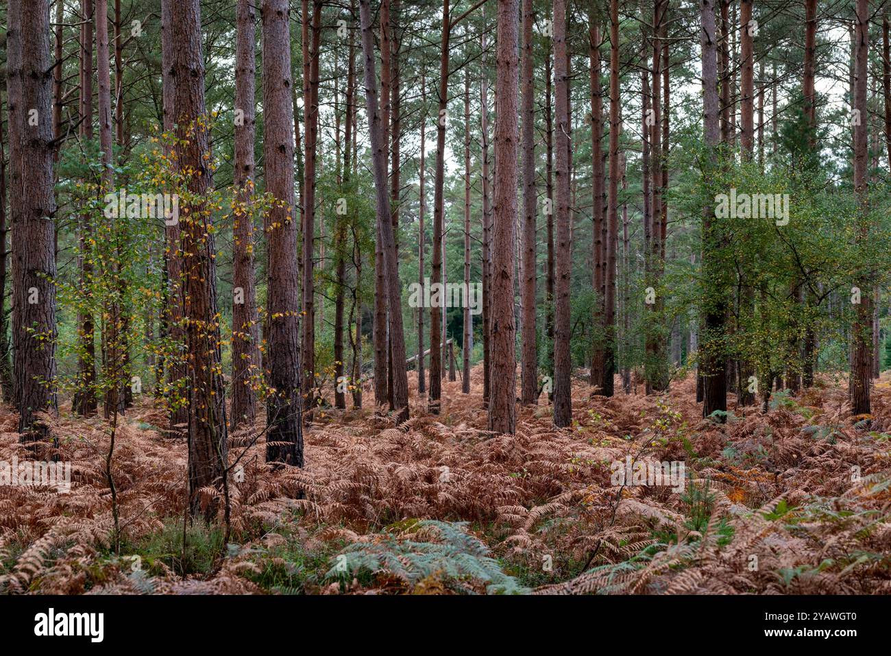 Alberi e felci nel cuore del parco nazionale di New Forest in autunno. Foto Stock