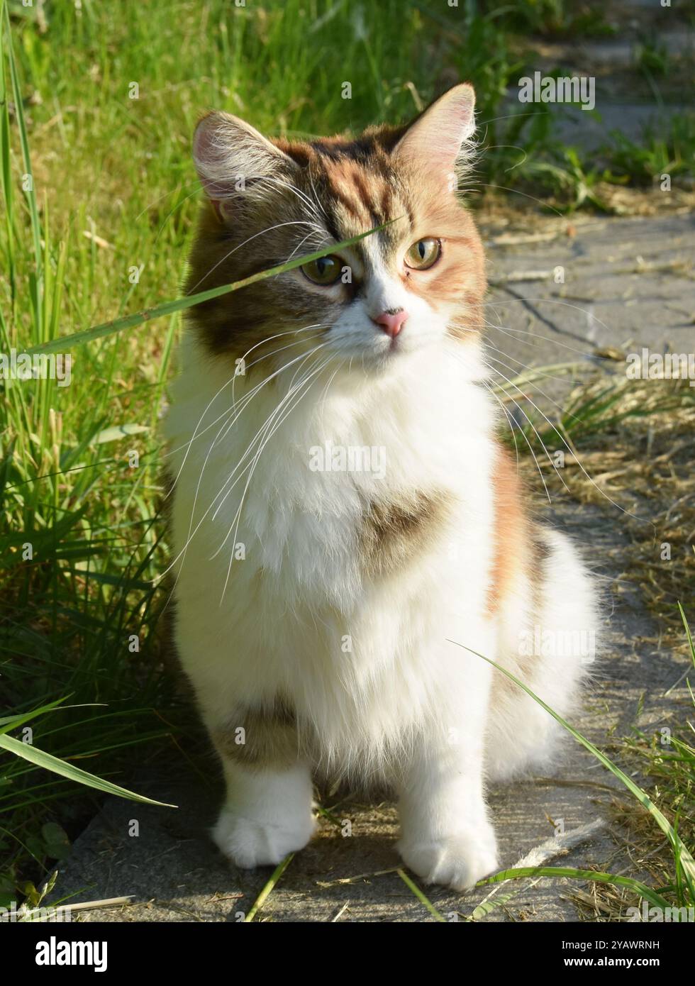 Gatto longhair siberiano tricolore all'aperto Foto Stock