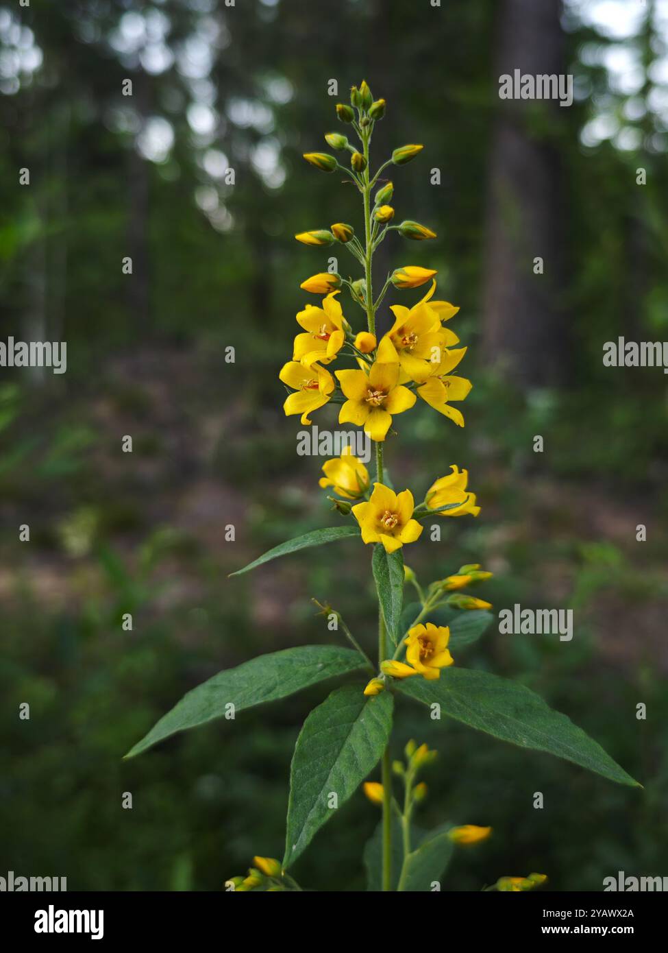 Fioriture gialle vibranti di Garden Loosestrife (Lysimachia vulgaris), una pianta bella ma potenzialmente invasiva. Foto Stock