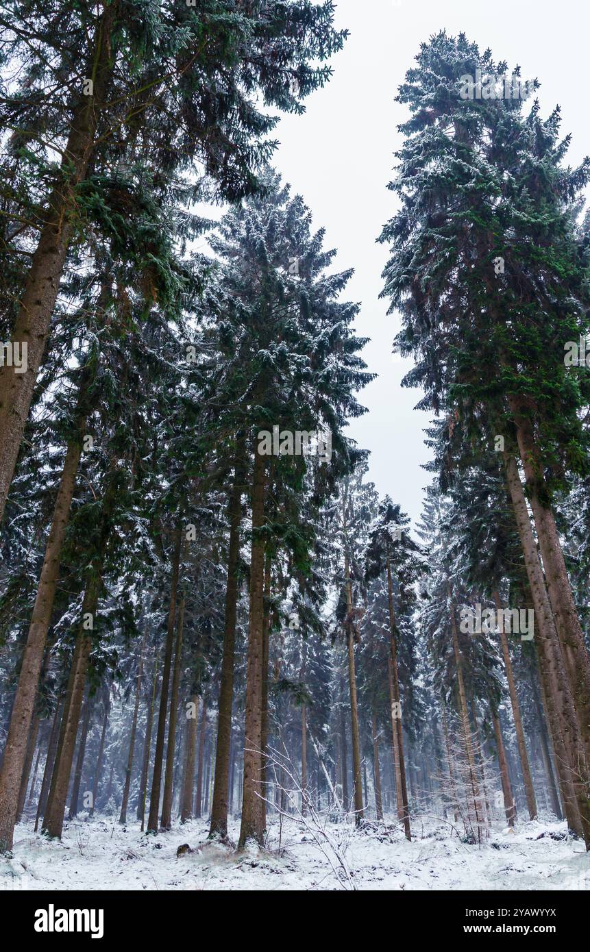 Grandi pini nella neve con nebbia in lontananza. Ripresa da un angolo basso per ottenere l'albero completo nel fotogramma. Scena invernale verticale nella foresta. Foto Stock