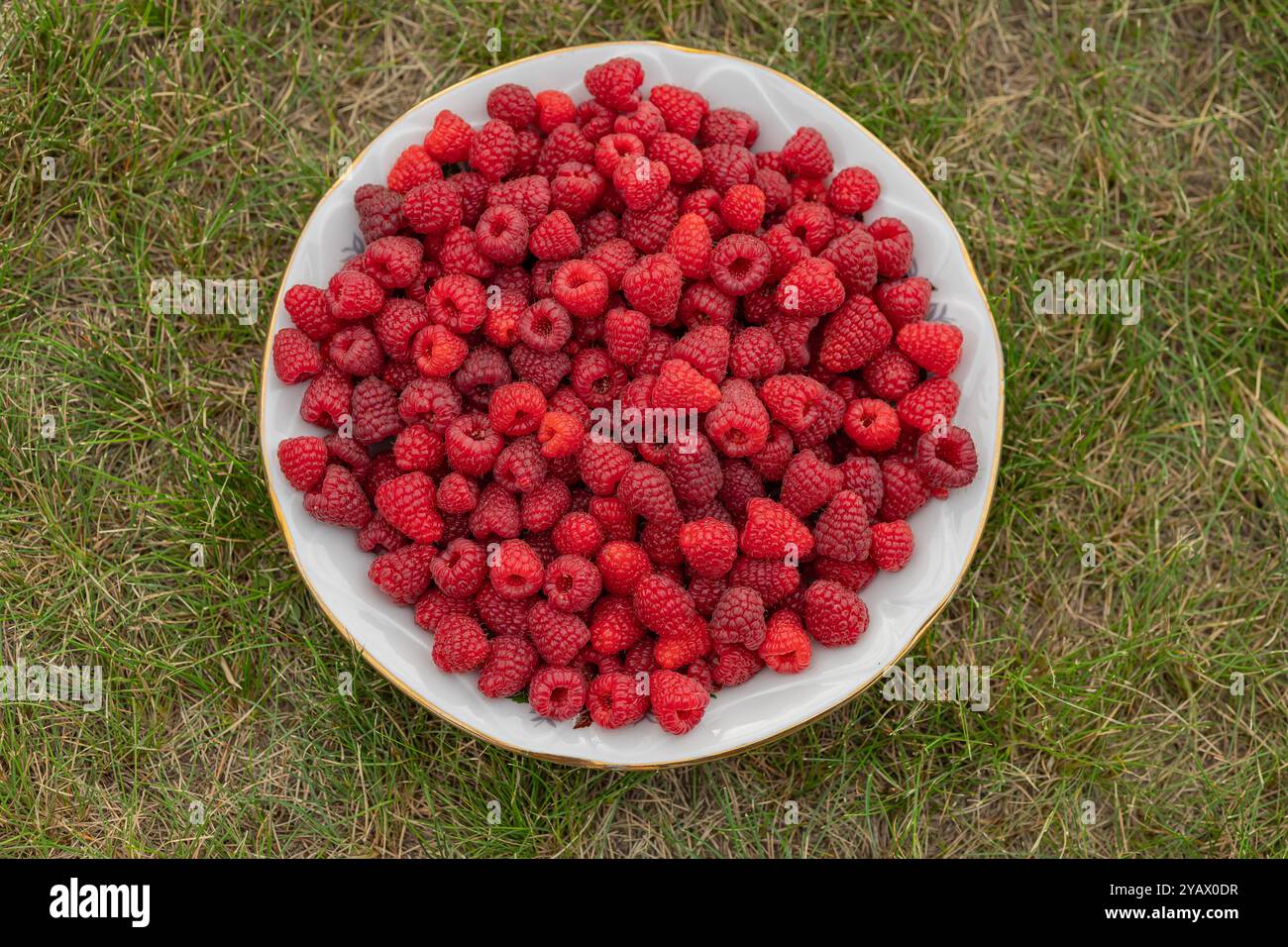 Ciotola di lamponi appena raccolti sull'erba in giardino in estate. Concetto di agricoltura biologica, cibo sano e raccolto stagionale Foto Stock