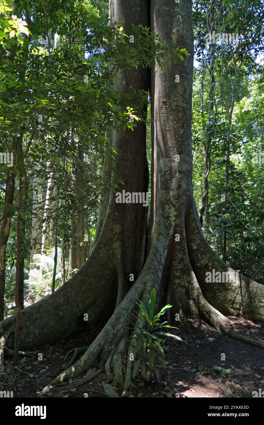 Foresta pluviale densa e impenetrabile nel Parco Nazionale di Khao Yai, Thailandia, con natura selvaggia, fitta foresta pluviale, giungla e alberi. Viaggia nel sud-est asiatico Foto Stock Foresta pluviale densa e impenetrabile nel Parco Nazionale di Khao Yai, Thailandia, con natura selvaggia, fitta foresta pluviale, giungla e alberi. Viaggia nel sud-est asiatico Foto Stock