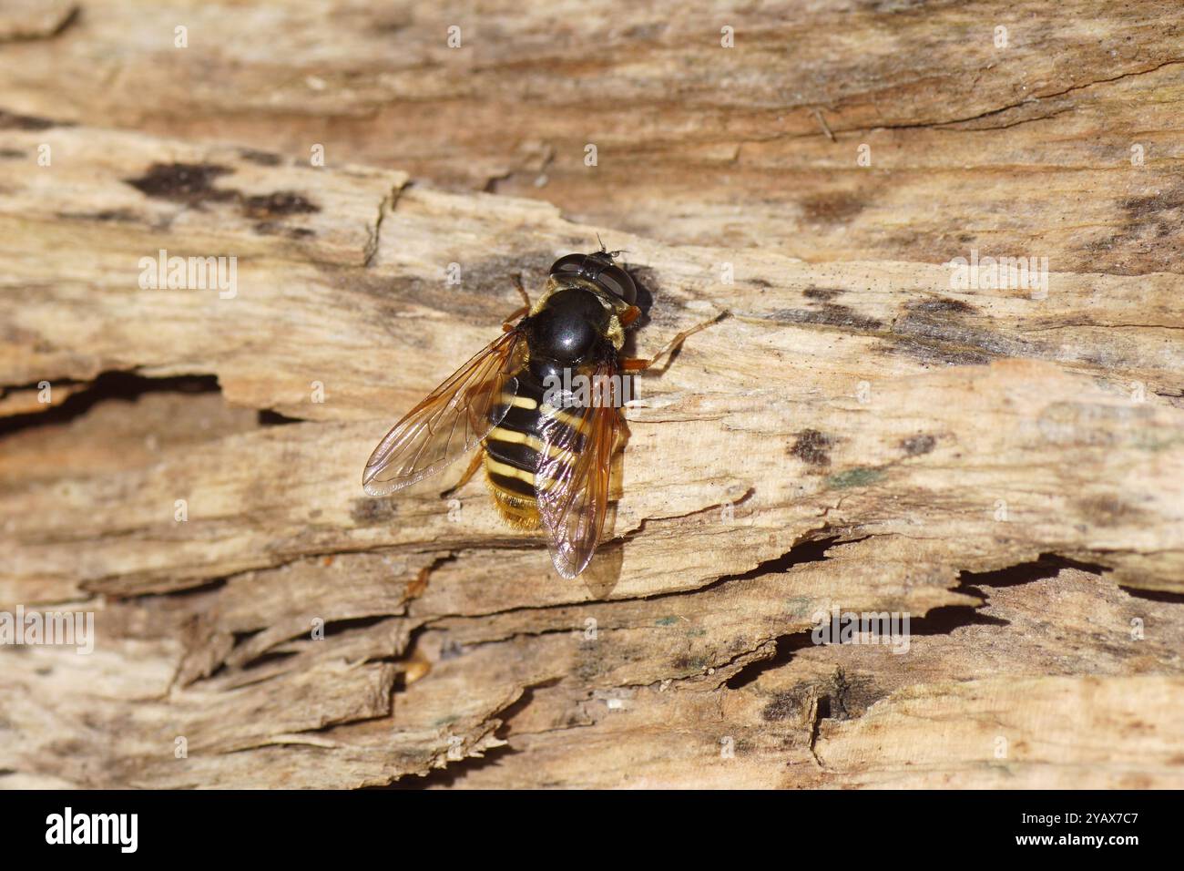 Primo piano: Hoverfly femmina, volo da laghetto con barba gialla, Sericomyia silentis, famiglia Syrphidae. Su un pezzo di legno. Giardino olandese, autunno, ottobre Foto Stock