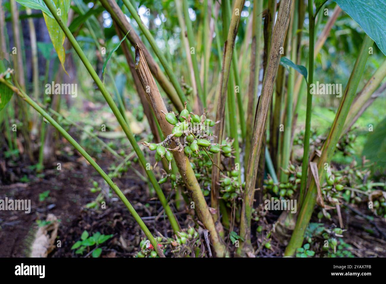 Piantagione di cardamomo in nuova speranza, Gudallur - Tamil Nadu Foto Stock