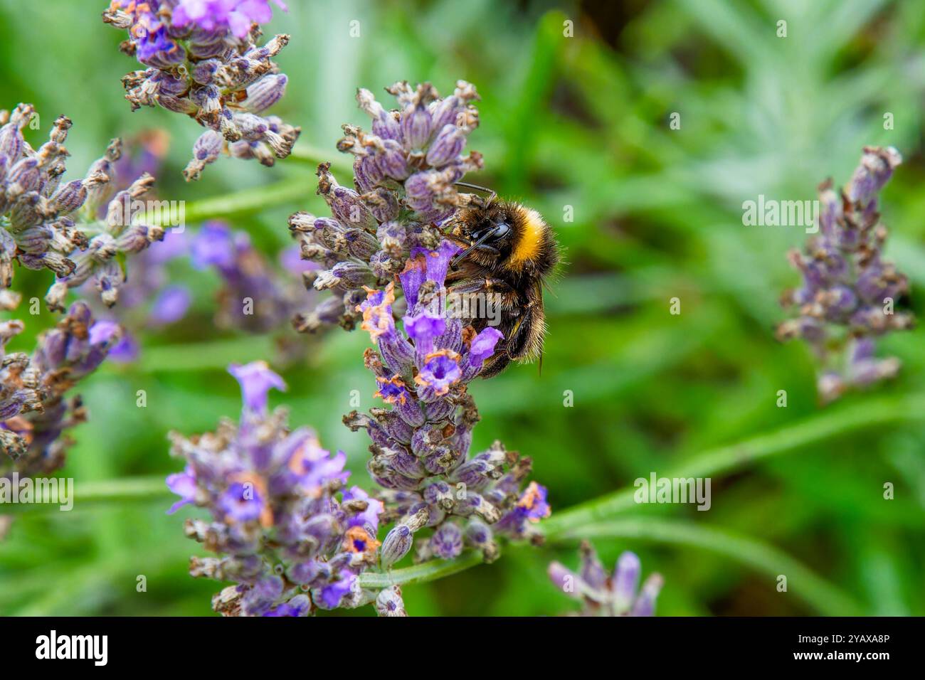 Primo piano di un bumblebee che raccoglie polline da un comune fiore di lavanda all'inizio di settembre. Foto Stock