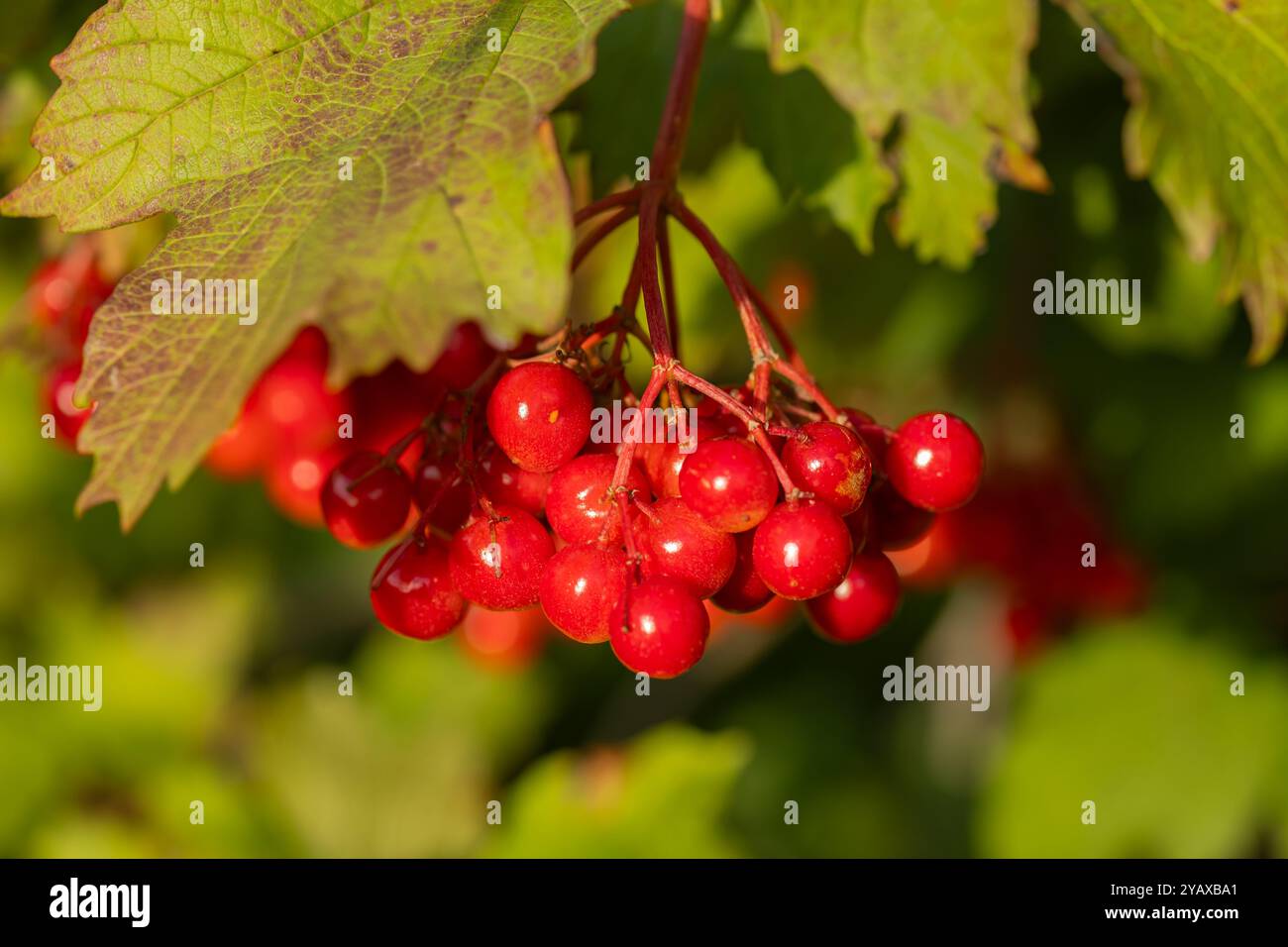 Bacche di viburnum rosso brillante appese su un ramo con foglie verdi alla luce del sole. Concetto di raccolta naturale, agricoltura biologica e frutta di stagione Foto Stock