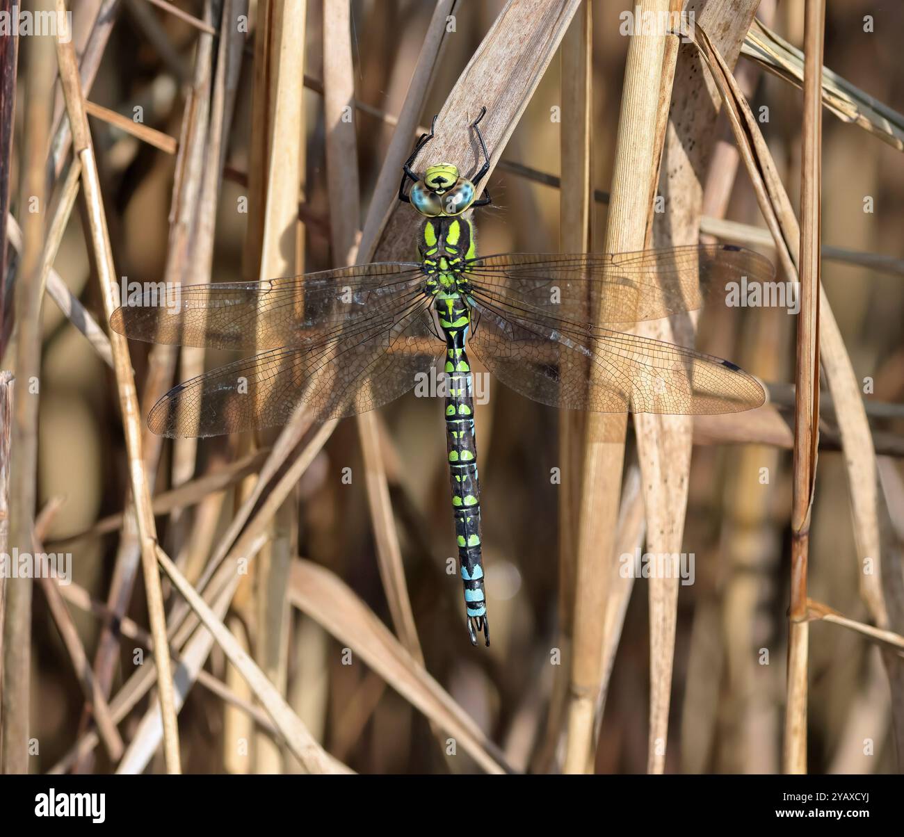 Una dragonfly Southern Hawker (Aeshna Cyanea) Foto Stock