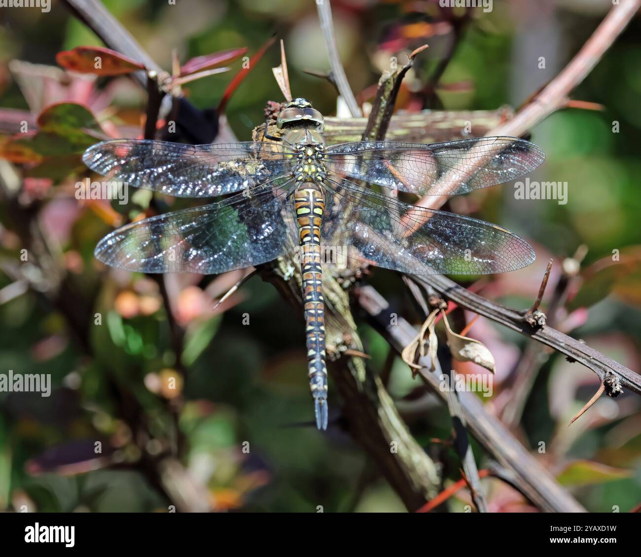 Dragonfly Hawker migrante (Aeshna Mixta) Foto Stock