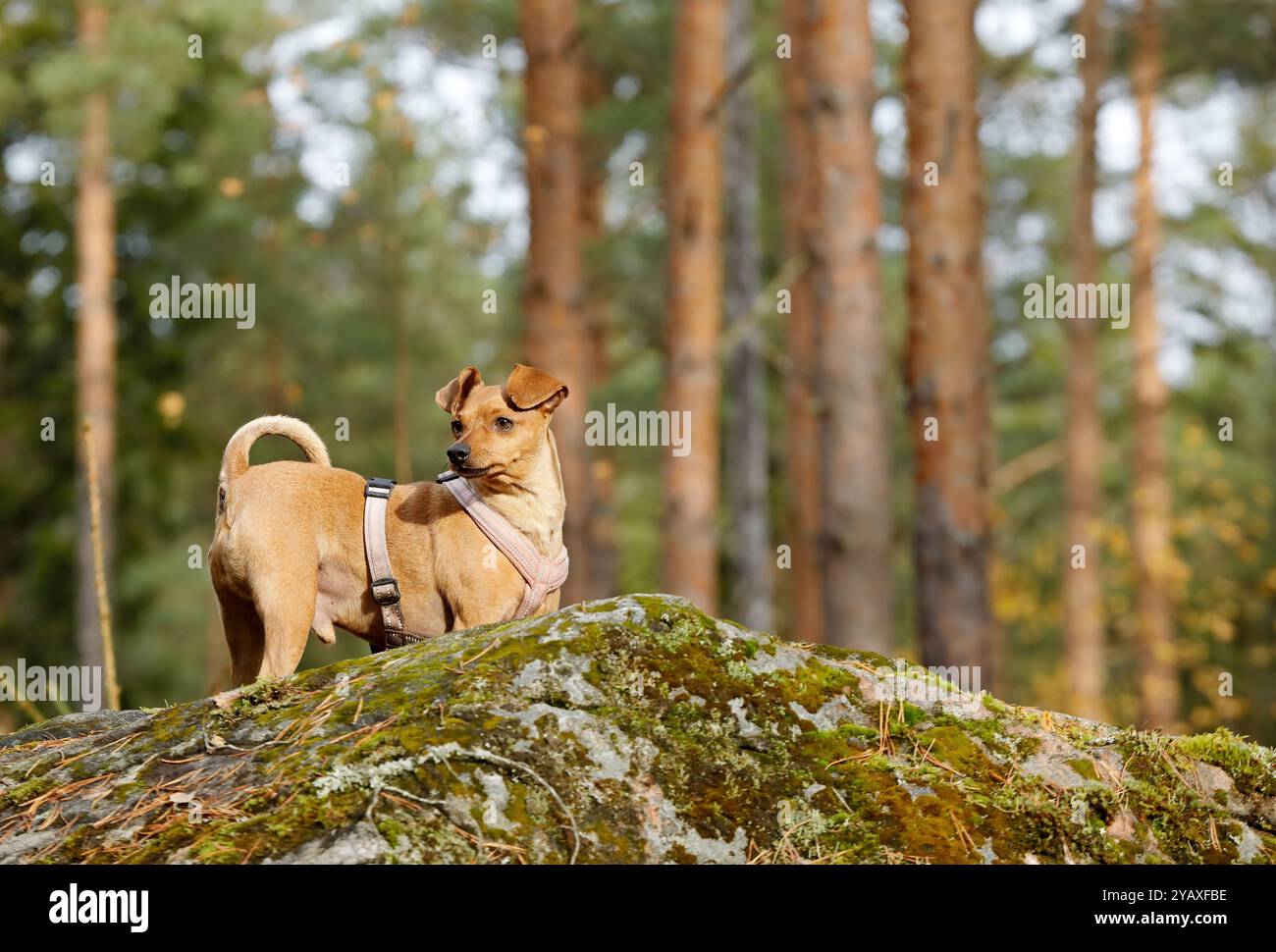 Un giovane cane incrociato in cima a una pietra nella foresta Foto Stock