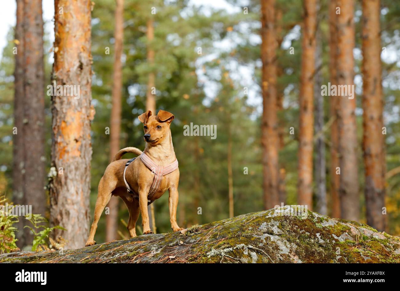 Un giovane cane incrociato in cima a una pietra nella foresta Foto Stock