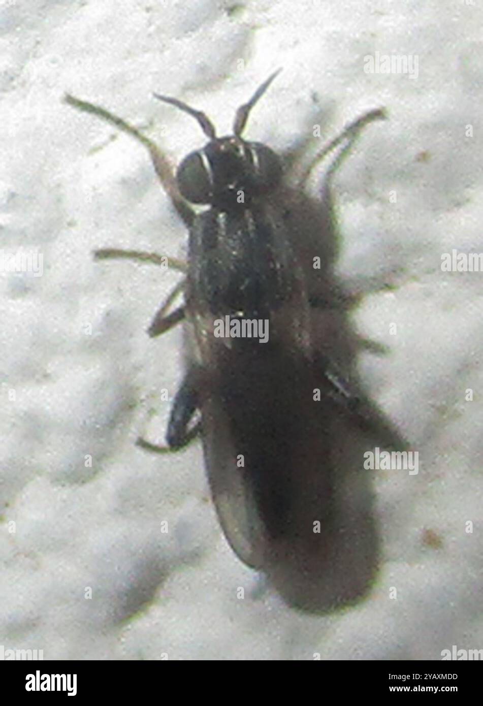 Mosche fritte (Chloropidae) Insecta Foto Stock
