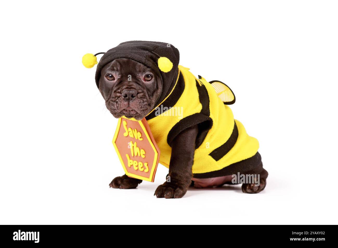 Carino cucciolo di cane Bulldog francese nero vestito con costume da ape e cartello "Save the Bees" su sfondo bianco Foto Stock