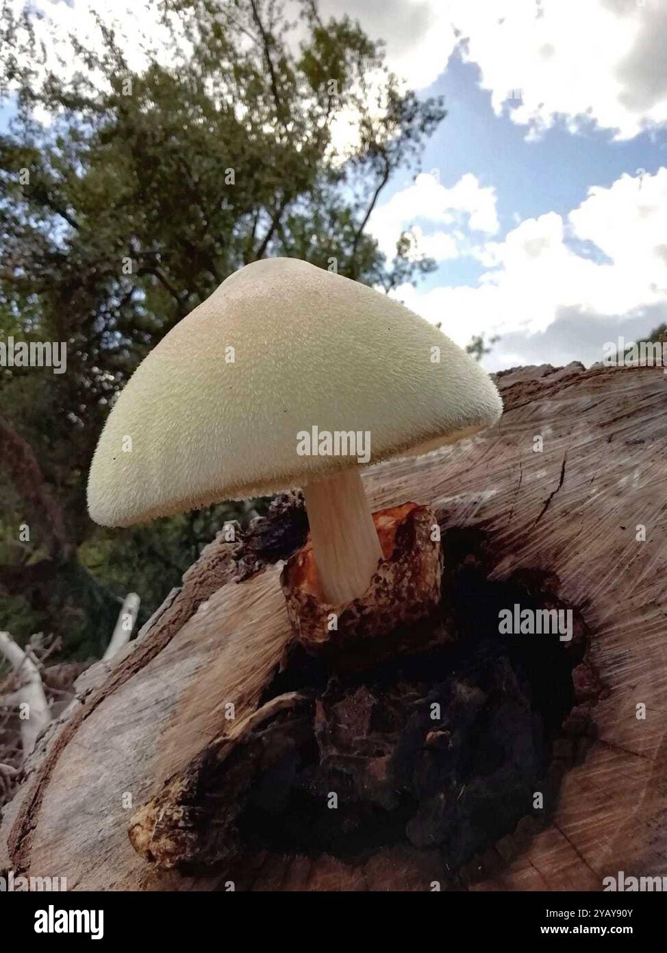 Funghi Rosegill setosa (Volvariella bombycina) Foto Stock