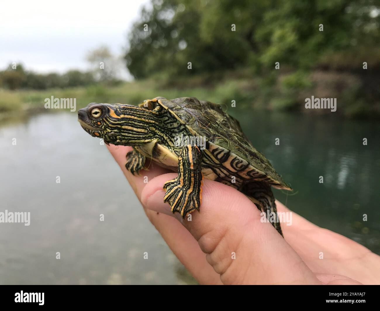 Texas Map Turtle (Graptemys Versa) Reptilia Foto Stock