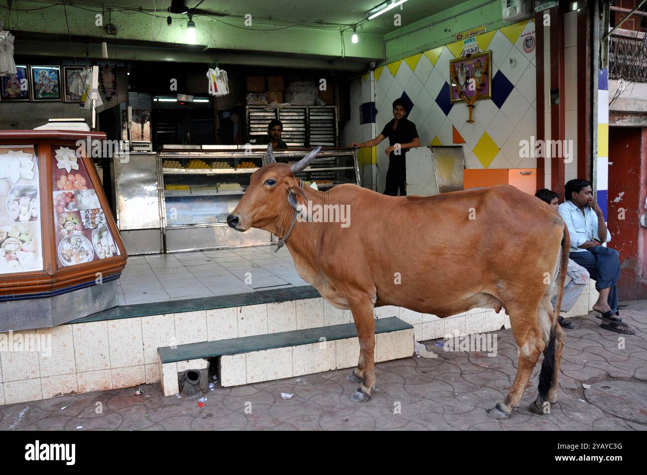 India, Gujarat, Bhavnagar, vita quotidiana Foto Stock