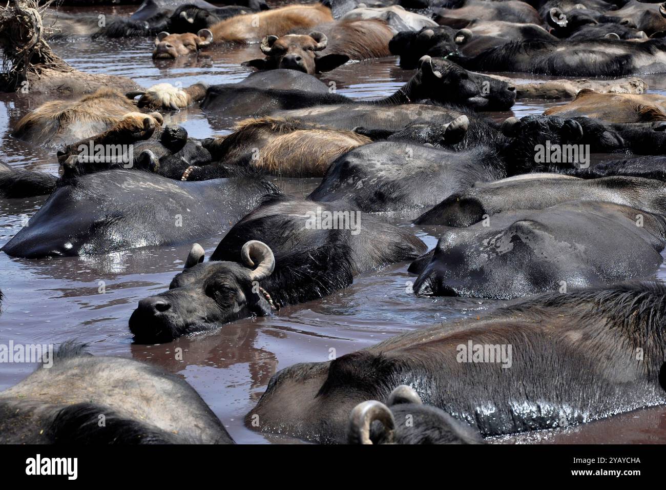India, Gujarat, Rann di Kutch, Buffalo Foto Stock