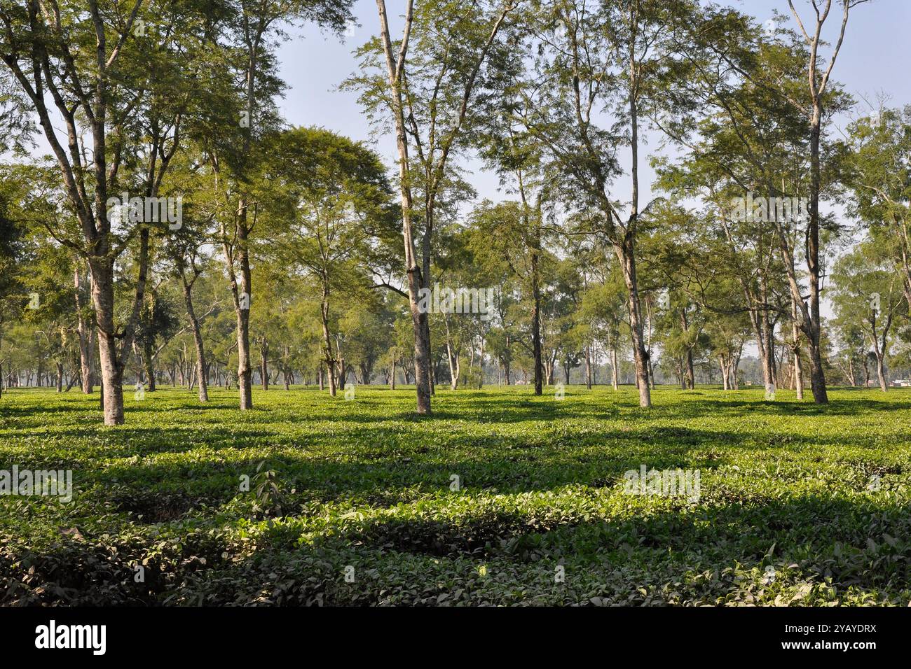 India, Assam, campi di tè Foto Stock