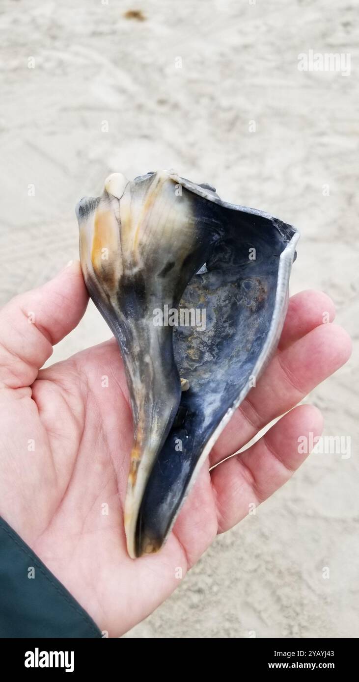 Whelk (Busycon carica) Mollusca Foto Stock