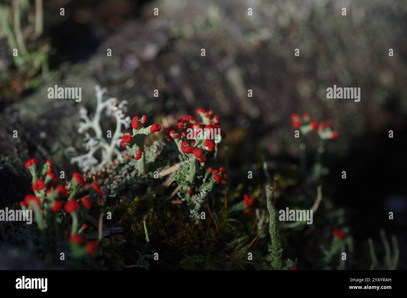 Soldato britannico lichen (Cladonia cristatella) funghi Foto Stock