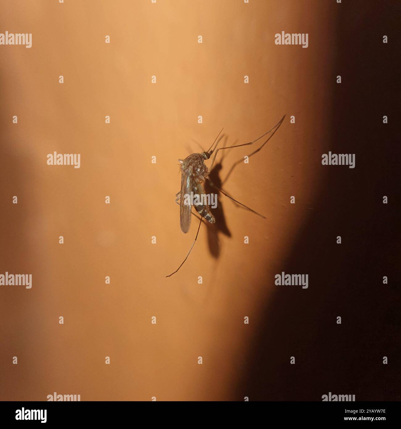 Southern House Mosquito (Culex quinquefasciatus) Insecta Foto Stock