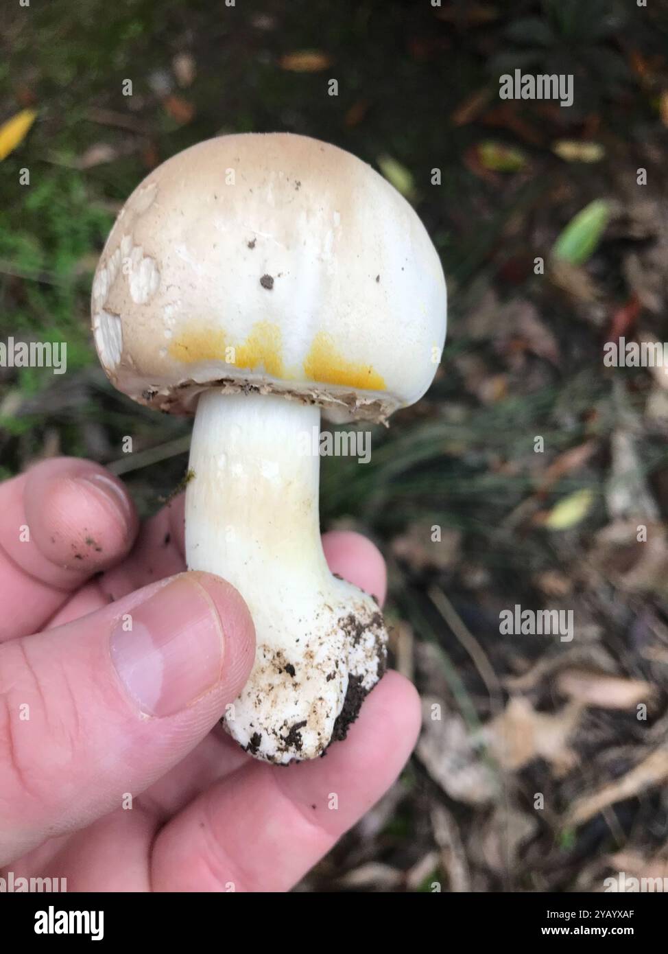 Funghi di colorante giallo (Agaricus xanthodermus) Foto Stock