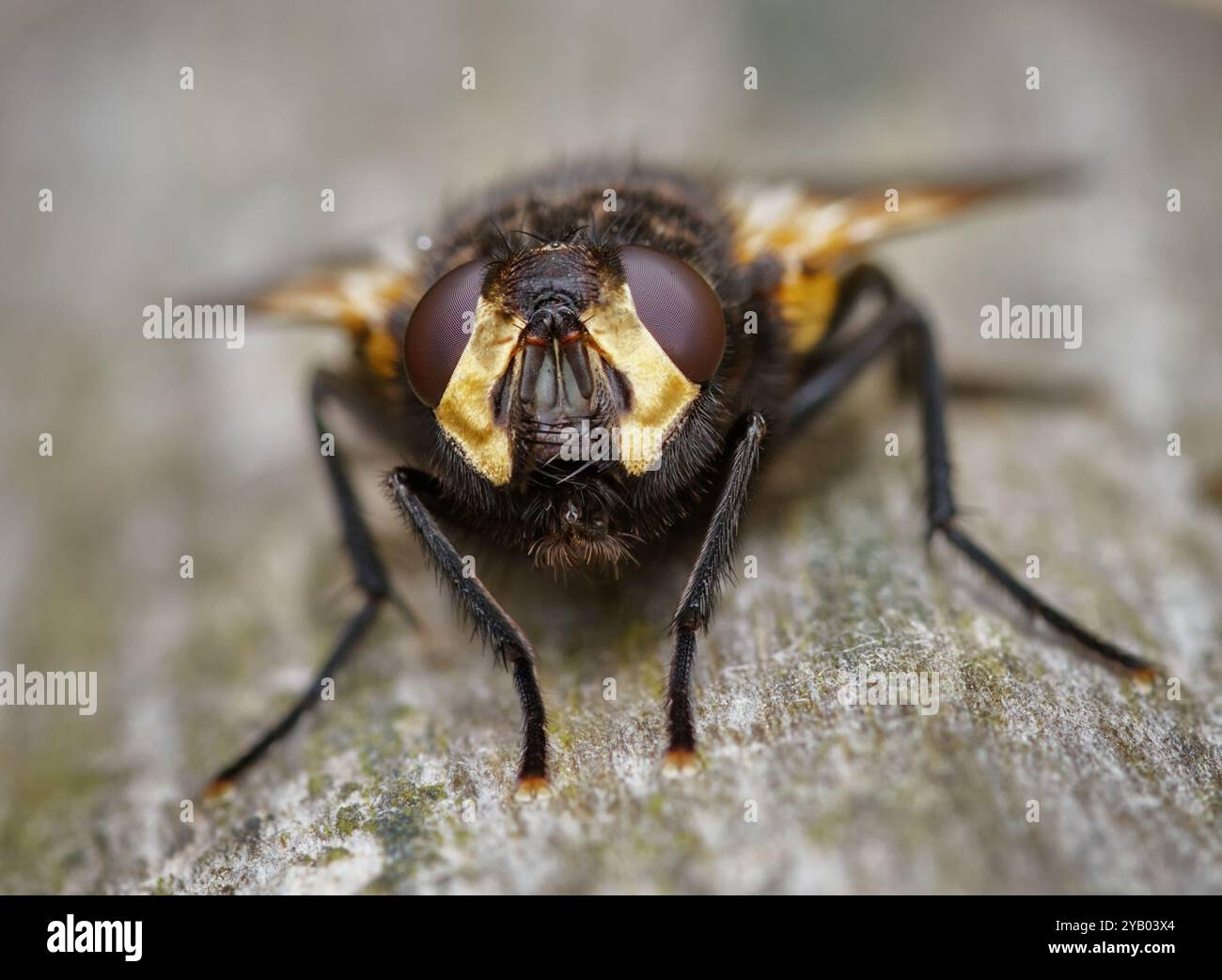 Macro, primo piano del viso e testa di Un volo a mezzogiorno, Mesembrina meridiana riposa su Wood che mostra occhi composti, New Forest UK Foto Stock