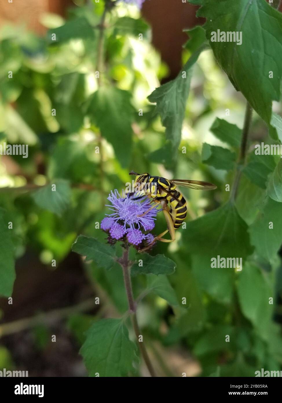 Eastern Hornet Fly (Spilomyia longicornis) Insecta Foto Stock