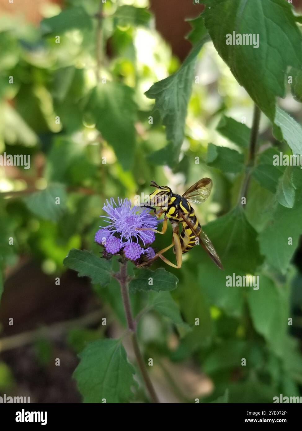 Eastern Hornet Fly (Spilomyia longicornis) Insecta Foto Stock