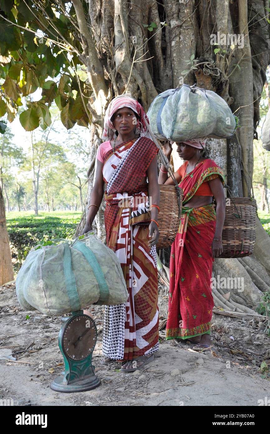 India, Assam, campi di tè Foto Stock
