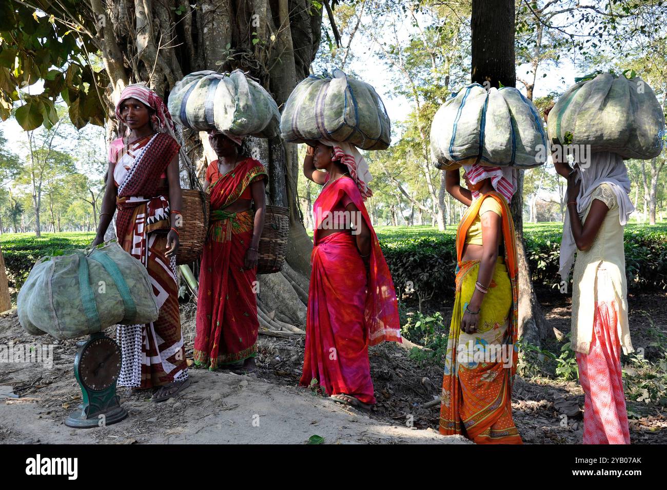 India, Assam, campi di tè Foto Stock