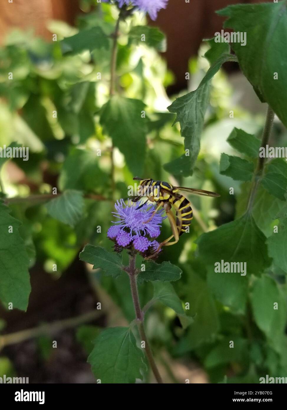 Eastern Hornet Fly (Spilomyia longicornis) Insecta Foto Stock
