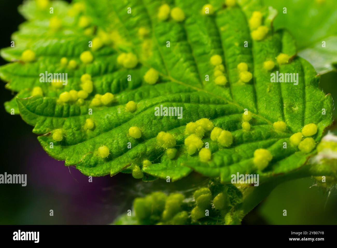 Foglie con acaro galopico Eriophyes tiliae. Una fotografia ravvicinata di una foglia affetta da branchi di Eriophyes tiliae. Foto di alta qualità Foto Stock