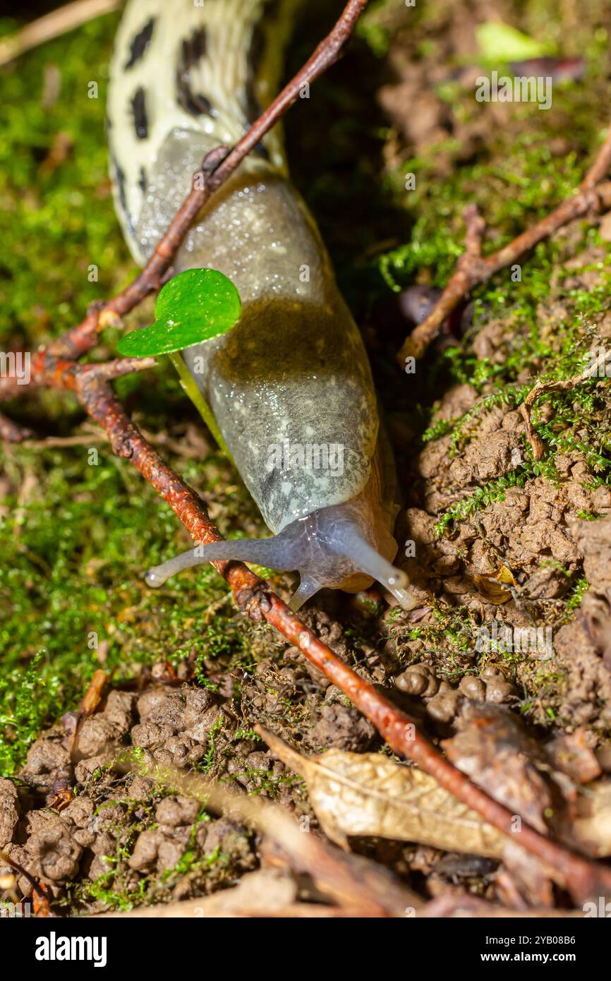 Limax maximus - lumache di leopardo che strisciano a terra tra le foglie e lascia un sentiero. Foto Stock