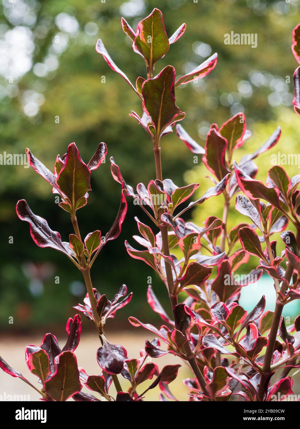 Fogliame variegato in bronzo con margini rossi dell'arbusto sempreverde piccolo, compatto e semiresistente, Coprosma repens 'Eclipse' Foto Stock